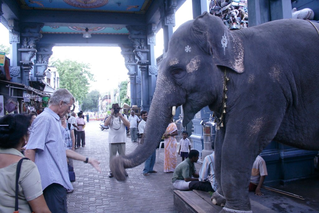 10-Manakula Vinayakar Temple Elephant.jpg - Manakula Vinayakar Temple Elephant